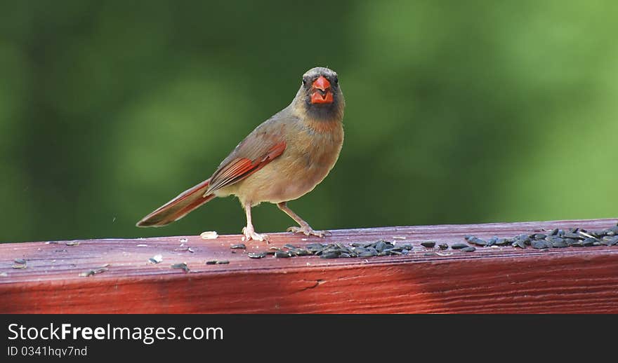 Closeup of cardinal feeding on sunflower seeds. Closeup of cardinal feeding on sunflower seeds