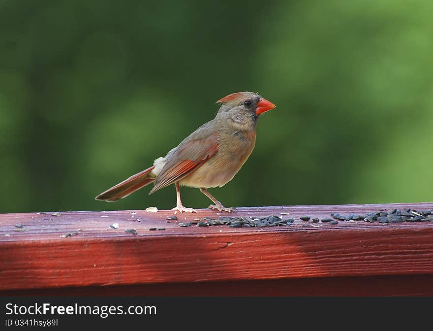 Cardinal Bird