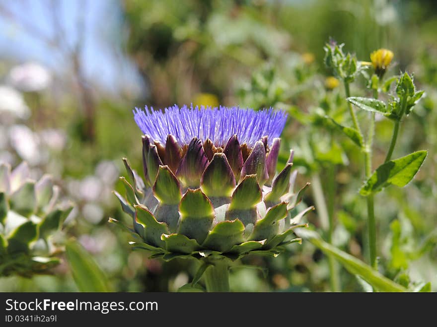 Artichoke flower