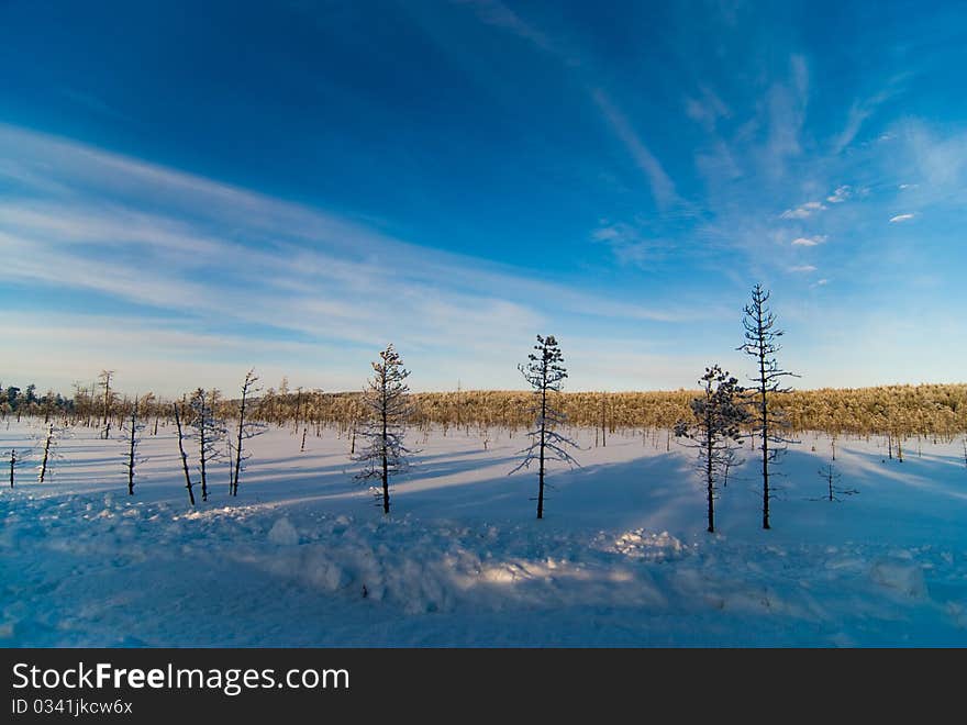 Trees On A Bog In The Winter