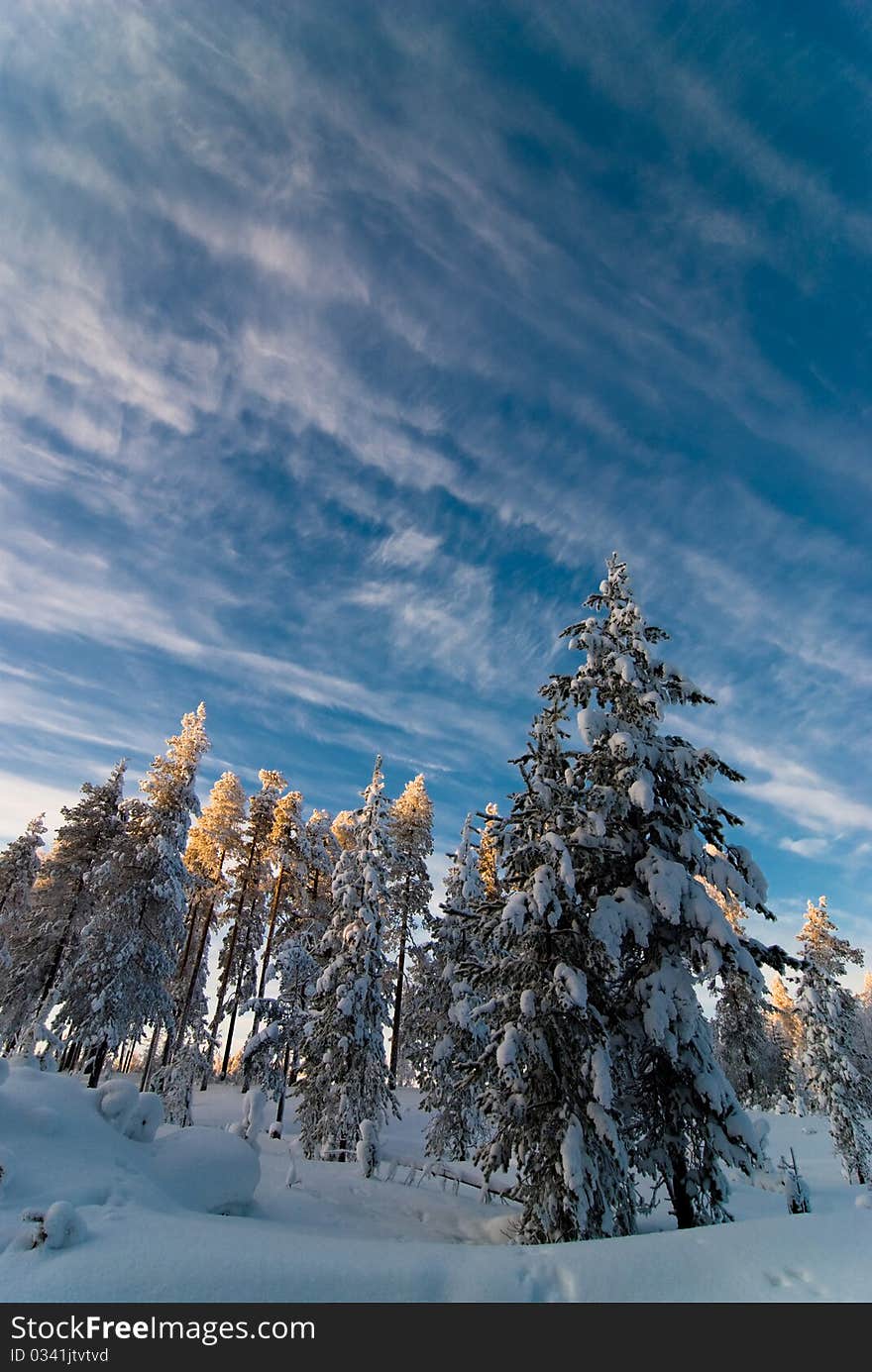 Fur-tree Covered With Snow