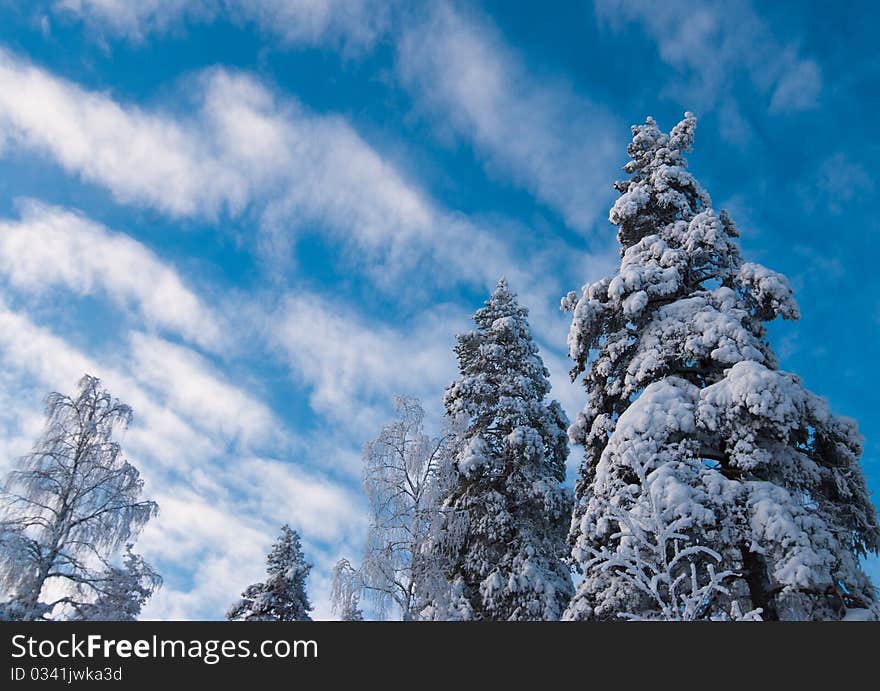 Winter Trees