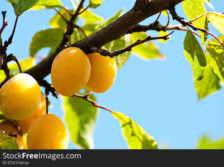 Plums on a branch