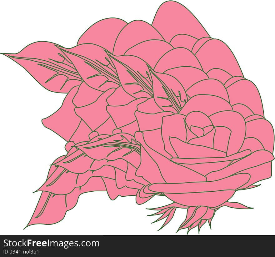 Illustration of pink rose nature