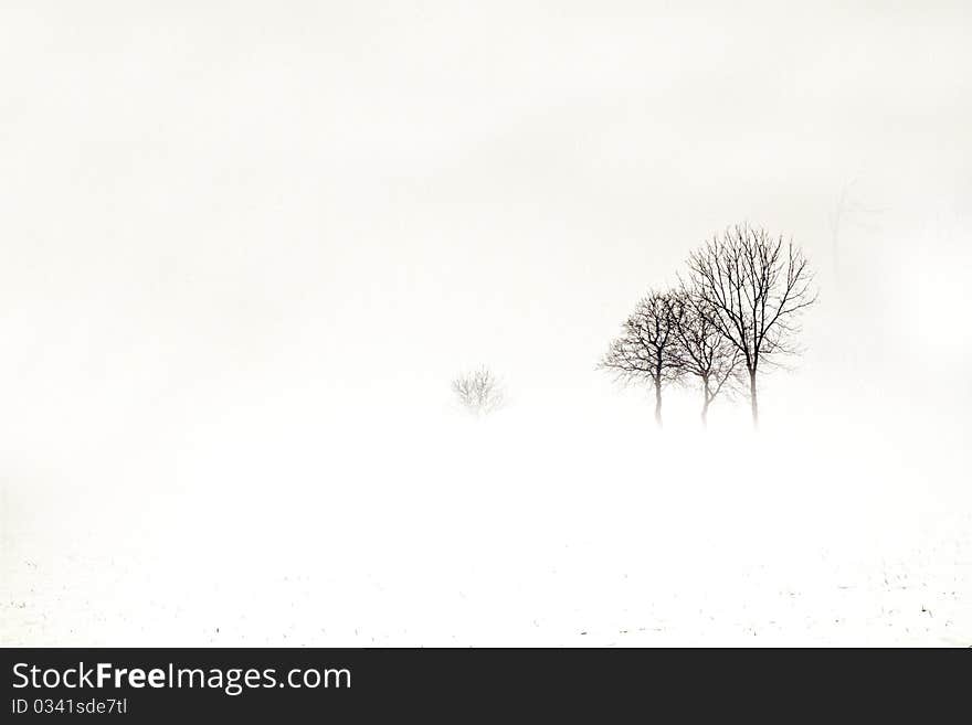 Forest in winter with snow and fog. Forest in winter with snow and fog