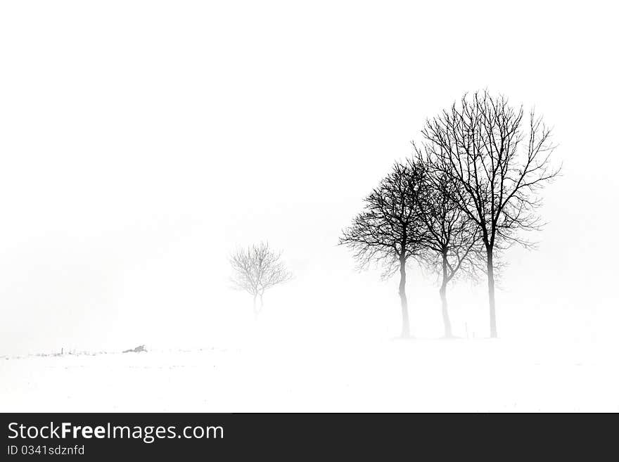 Forest in winter with snow and fog. Forest in winter with snow and fog