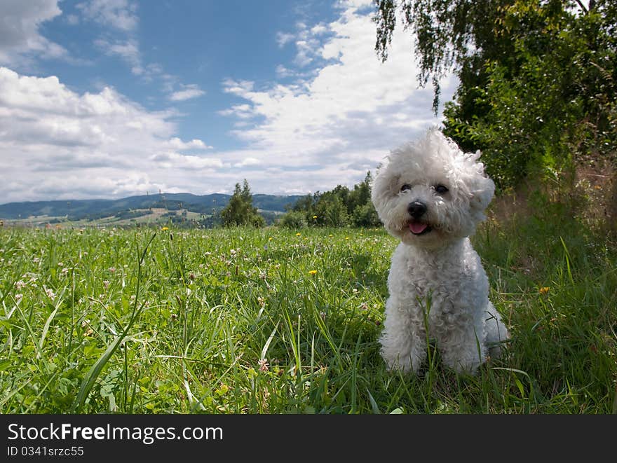 Little White Dog Sitting On Grass