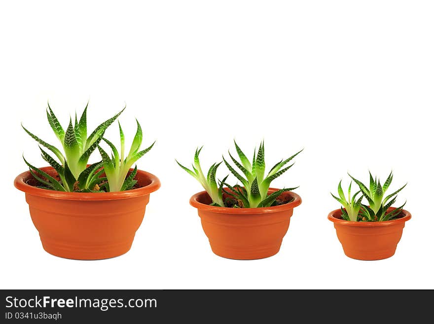 Three young green flowers in decorative pots on a white background. Three young green flowers in decorative pots on a white background