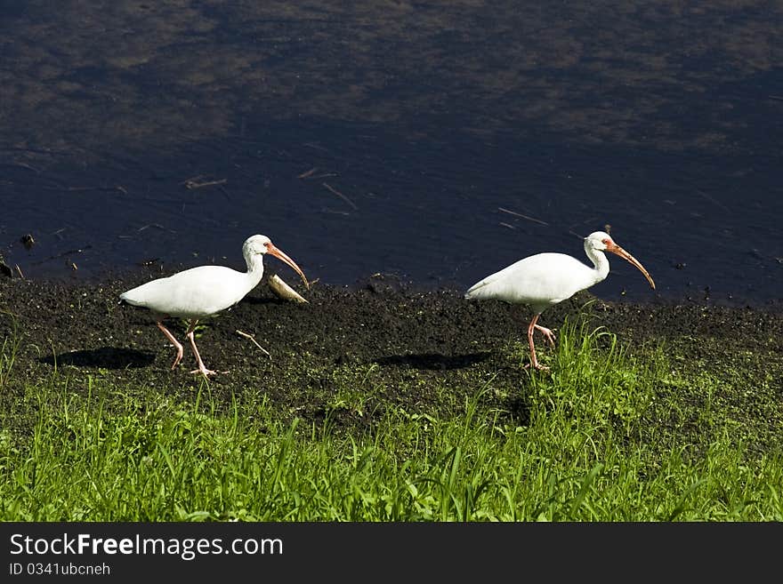 White ibis birds (Eudocimus albus)