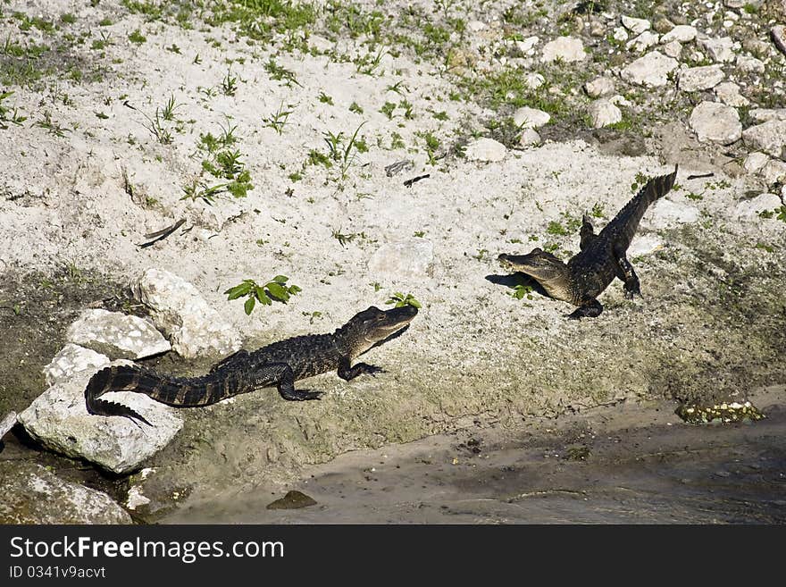 Some aligators laying on a bank