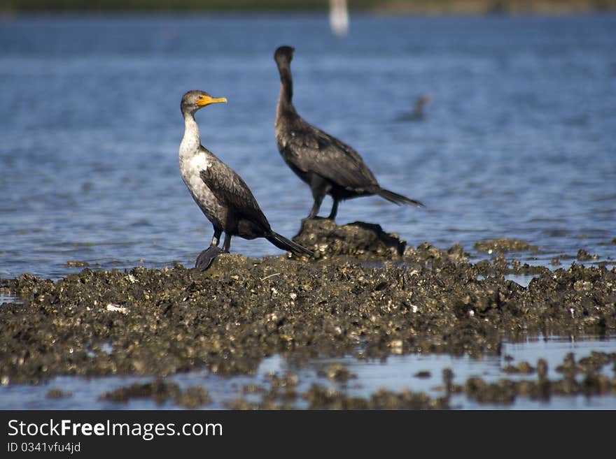 Cormorant birds (Phalacrocorax carbo). Picture was taken in St. Martins Marsh Aquatic Preserve. Cormorant birds (Phalacrocorax carbo). Picture was taken in St. Martins Marsh Aquatic Preserve