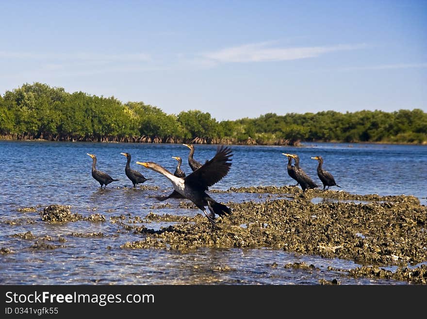 Cormorant birds (Phalacrocorax carbo). Picture was taken in St. Martins Marsh Aquatic Preserve. Cormorant birds (Phalacrocorax carbo). Picture was taken in St. Martins Marsh Aquatic Preserve