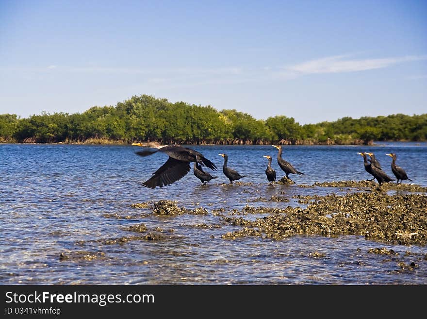 Cormorant birds (Phalacrocorax carbo). Picture was taken in St. Martins Marsh Aquatic Preserve. Cormorant birds (Phalacrocorax carbo). Picture was taken in St. Martins Marsh Aquatic Preserve