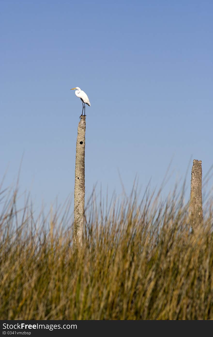 White ibis birds (Eudocimus albus)