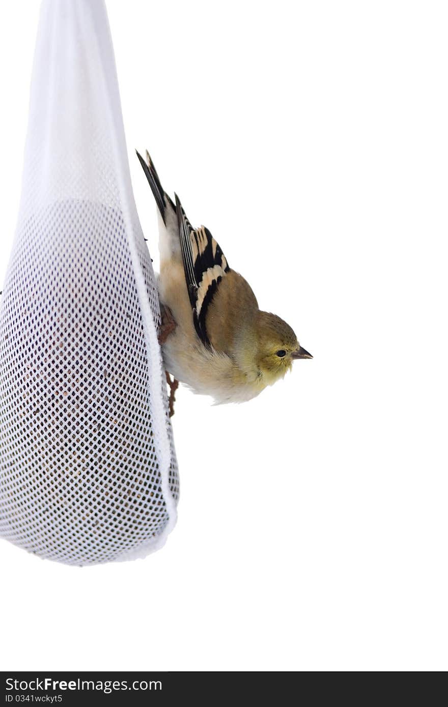 American Goldfinch