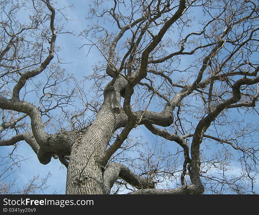 Big old oak tree against blue sky. Big old oak tree against blue sky.