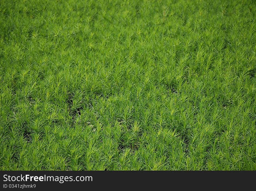 Tree Seedlings