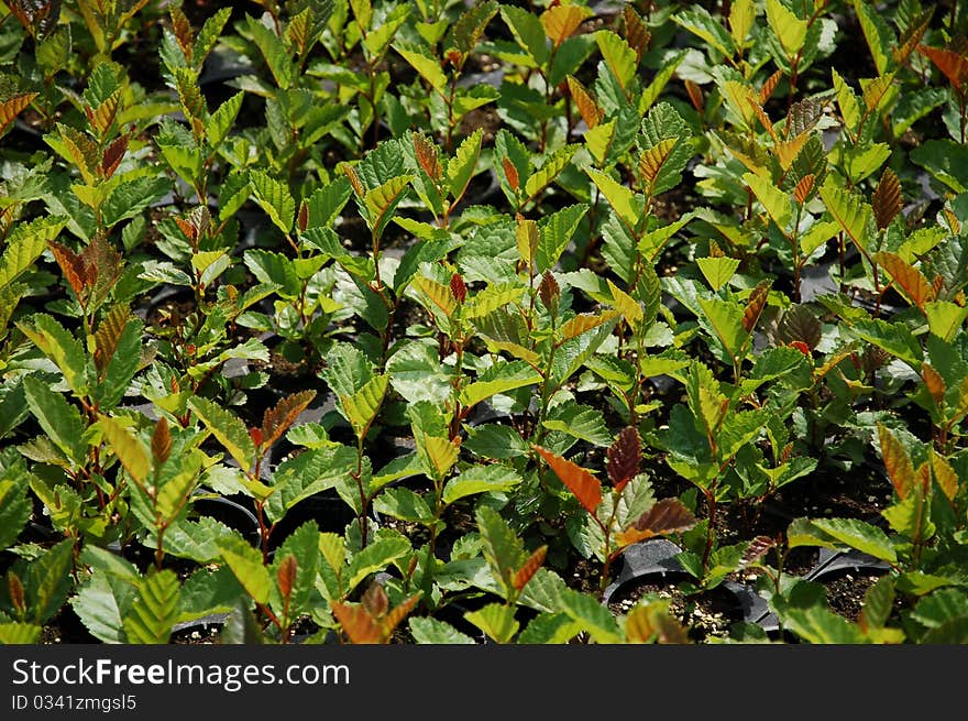 Tree Seedlings