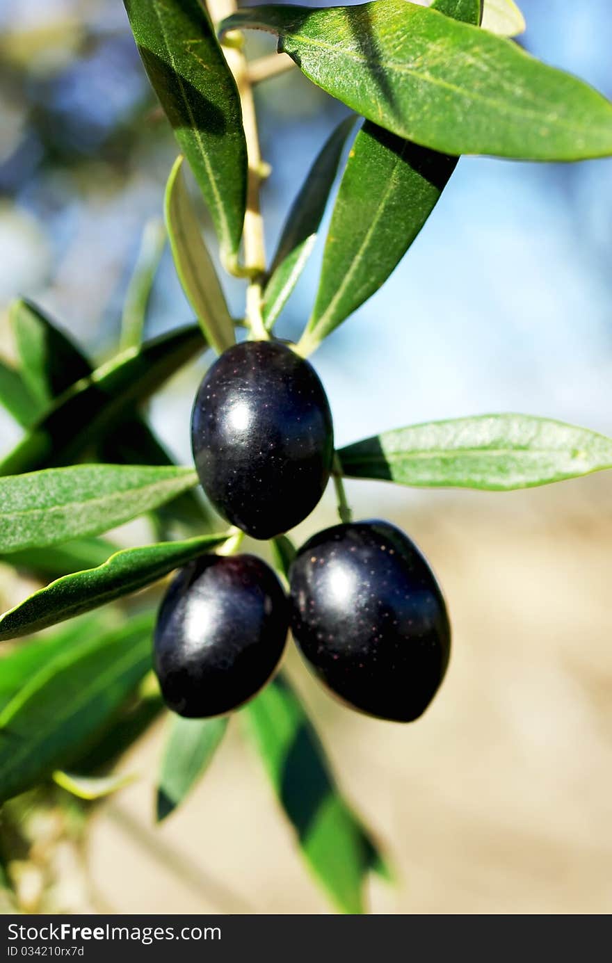 Mature olives .