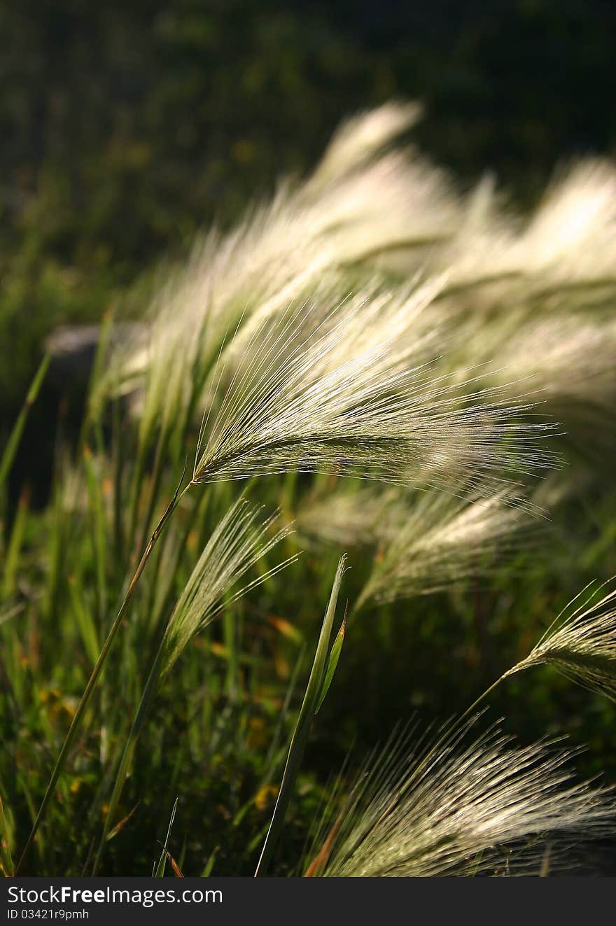 Feather grass on the field