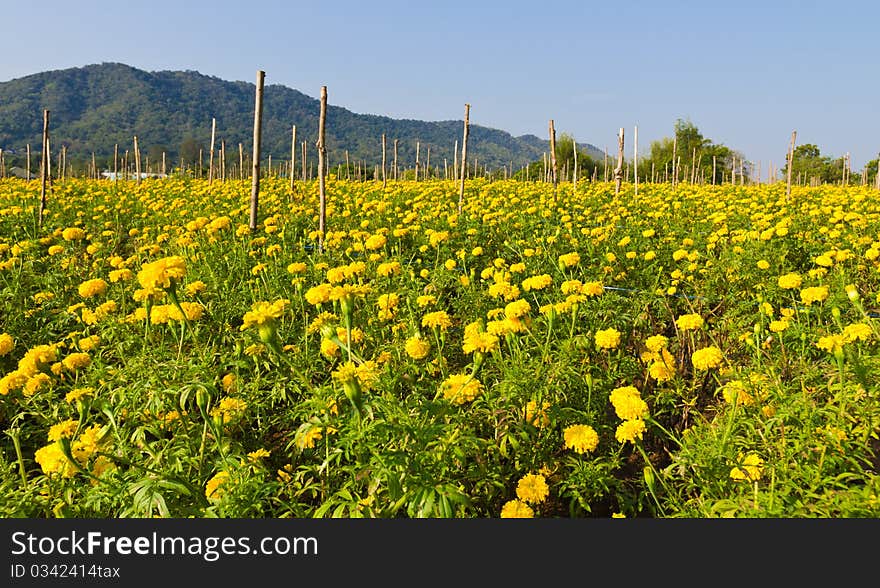 Marigold field