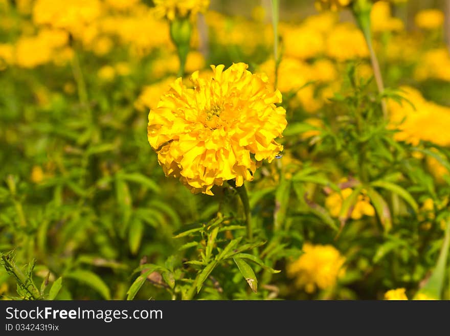 Marigold field