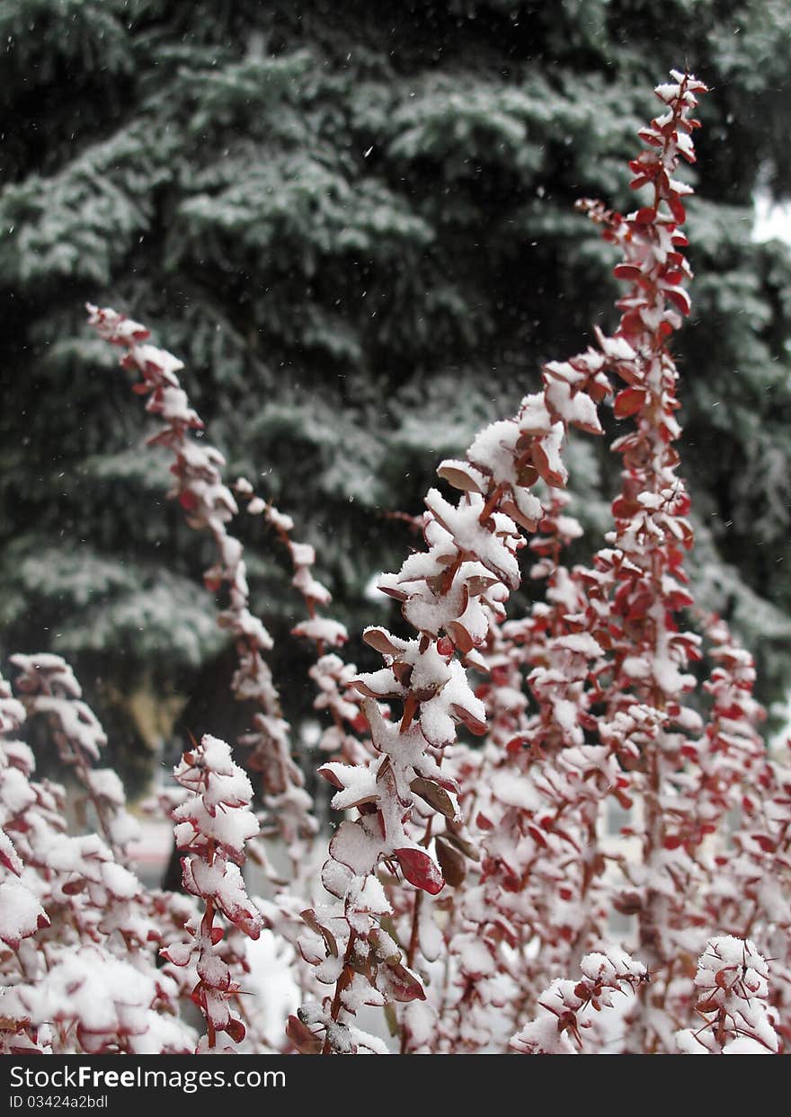 Red plants covered by snow. Red plants covered by snow