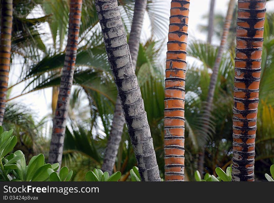 A roup multicolored palm tree trunks. A roup multicolored palm tree trunks