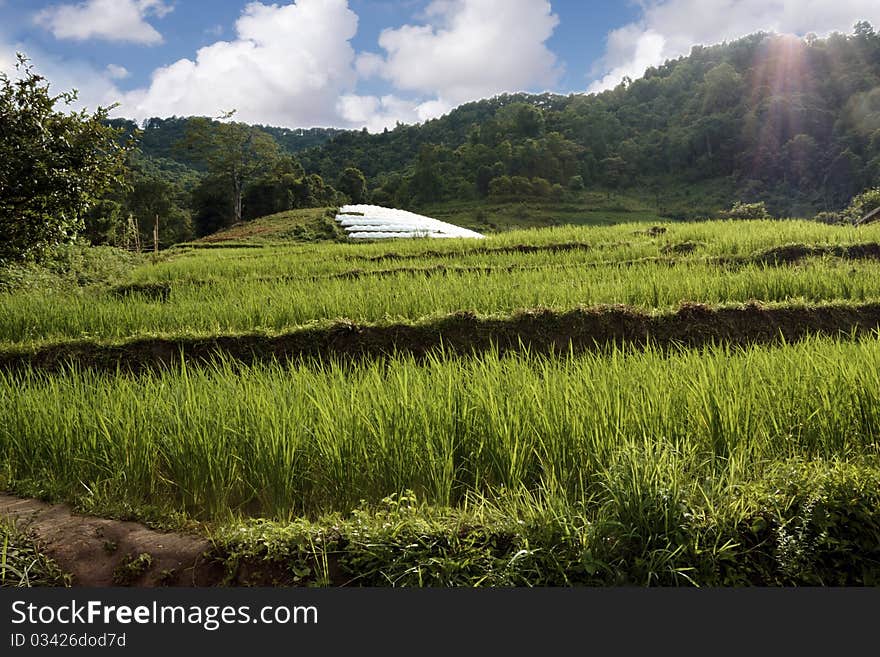 Rice field with the jungle as a background,image was taken in Thailand