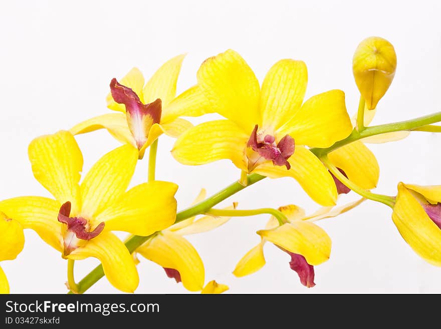 The orchids flower on white background