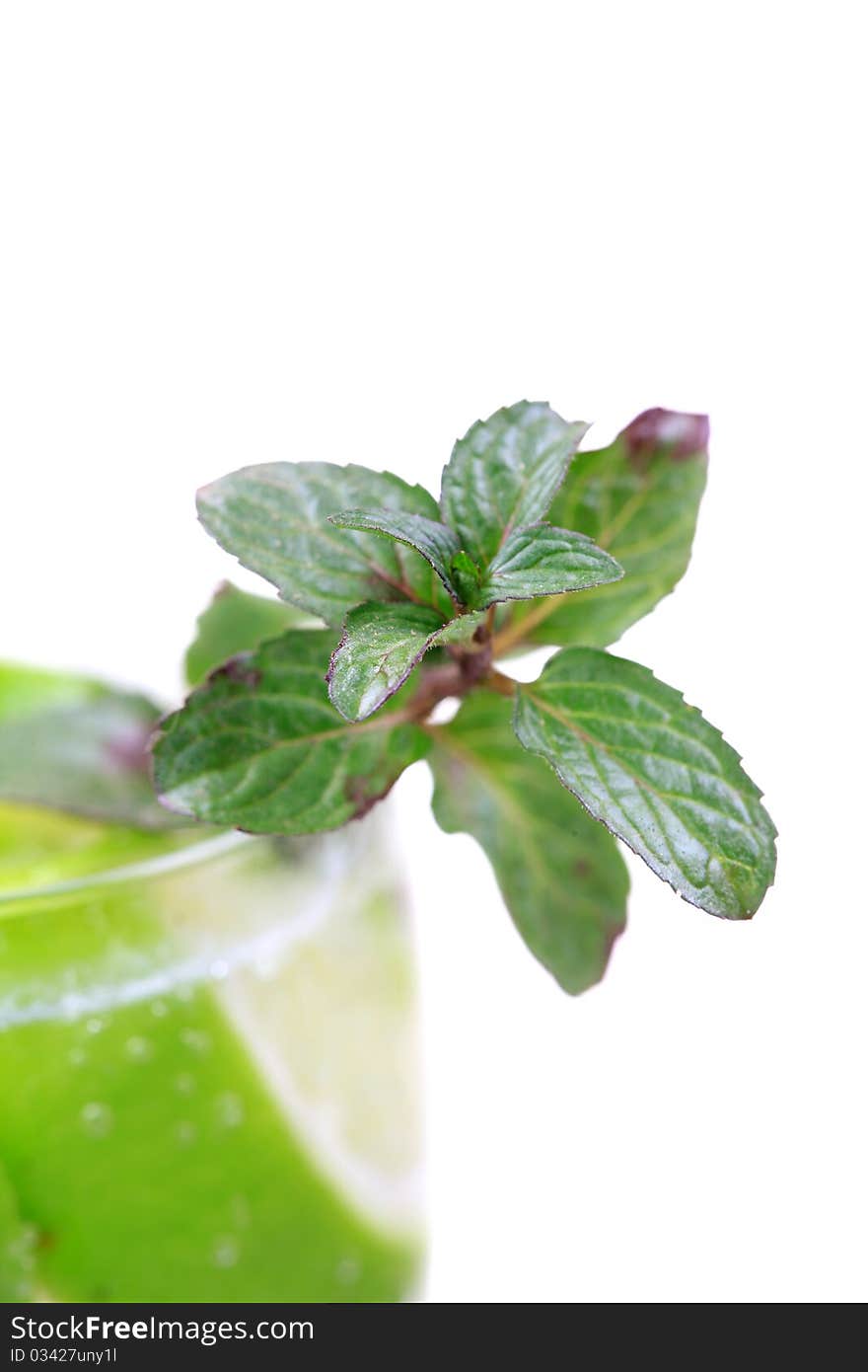 Mint leaves