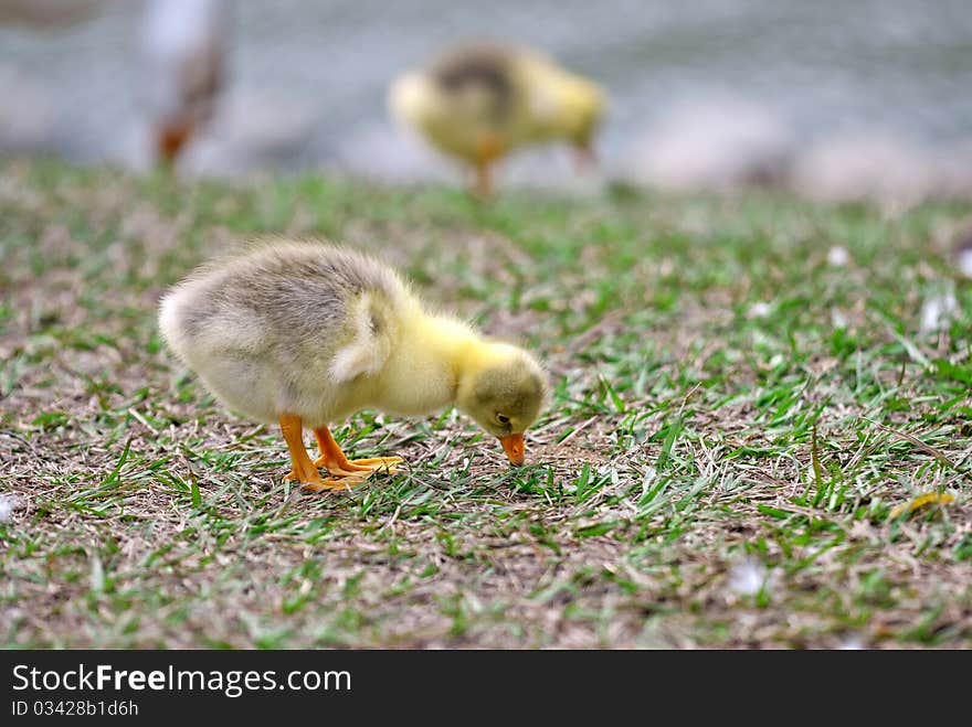 A gosling foraged in grass. A gosling foraged in grass