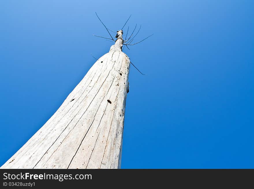 The die tree on sky background. The die tree on sky background