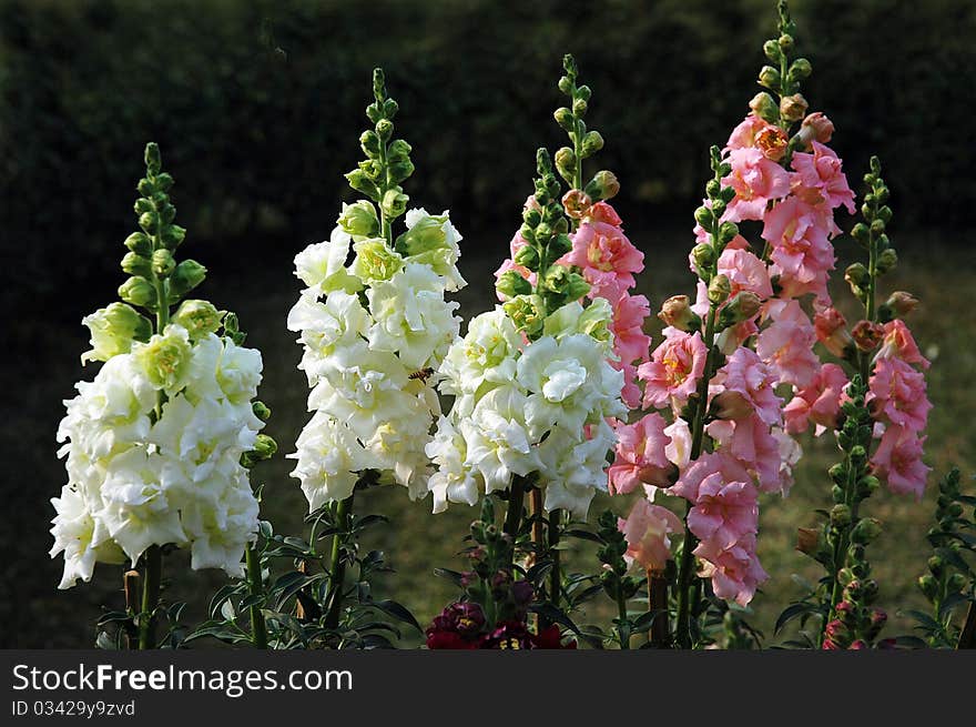 December 24,2010 Kolkata,West Bengal,India-A horizontal picture of a group of flowers in a flower show at Kolkata. December 24,2010 Kolkata,West Bengal,India-A horizontal picture of a group of flowers in a flower show at Kolkata.