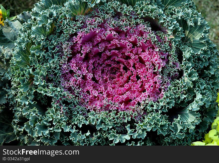 December 24,2010 Kolkata,West Bengal,India-A close-up picture of a flower in a flower show at Kolkata.