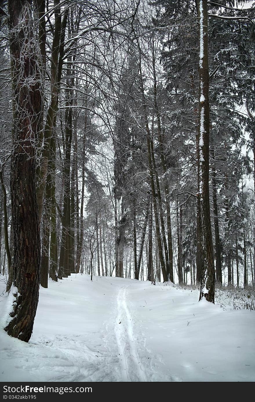 Ski track and hoarfrost on tre in winter forest.