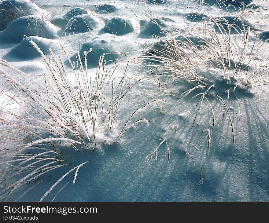 Grass on a winter´s day