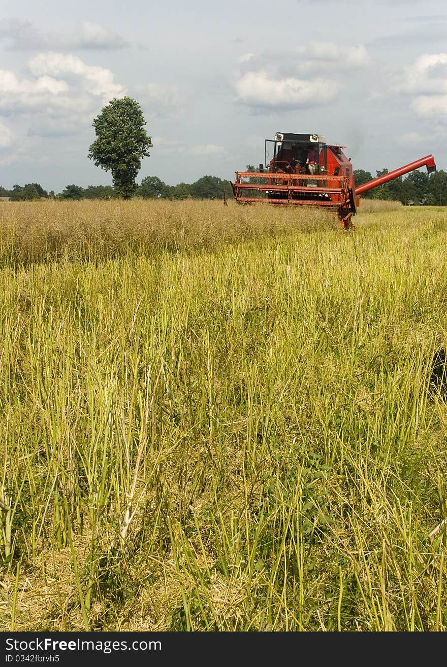 Big red combine performing his job.Combine shear rape. Big red combine performing his job.Combine shear rape