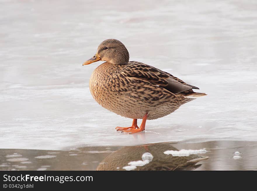 Female Mallard on Ice