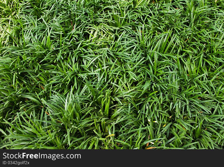 Green grass in Wong Tai Sin Temple area.