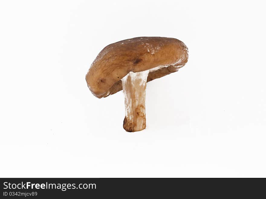 Fungus