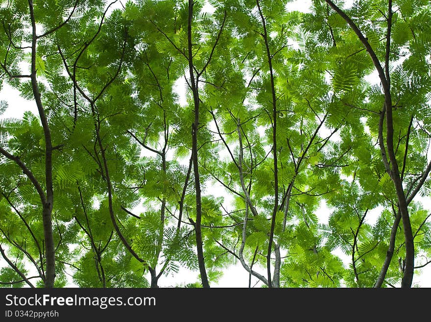 Abstract leafs on a tree. Abstract leafs on a tree