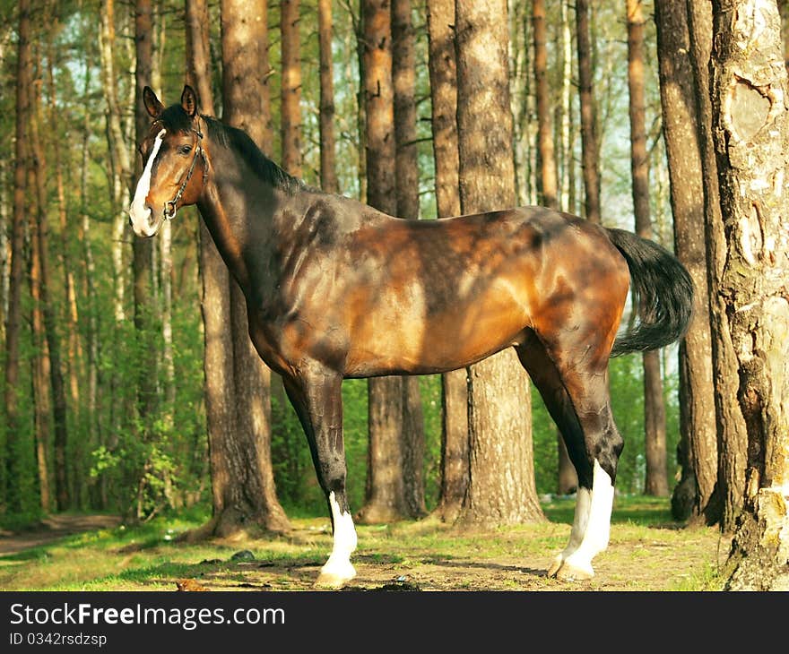 Exterior of sportive horse outdoor forest sunny