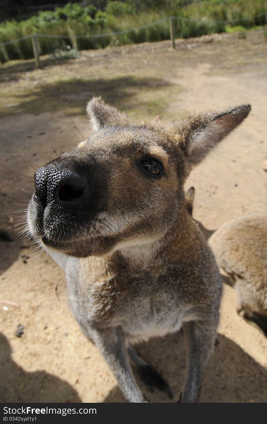 Roo