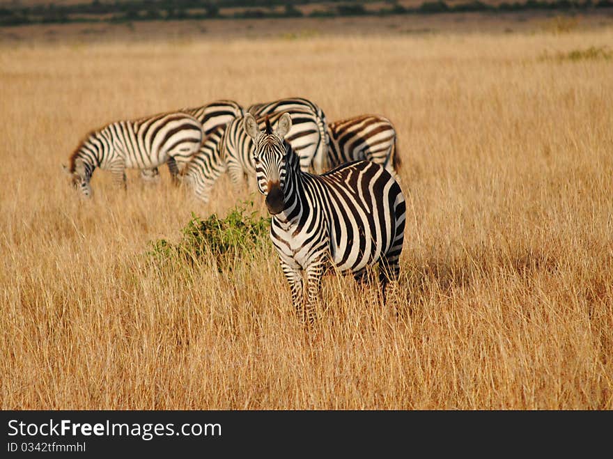 Zebra looking curious