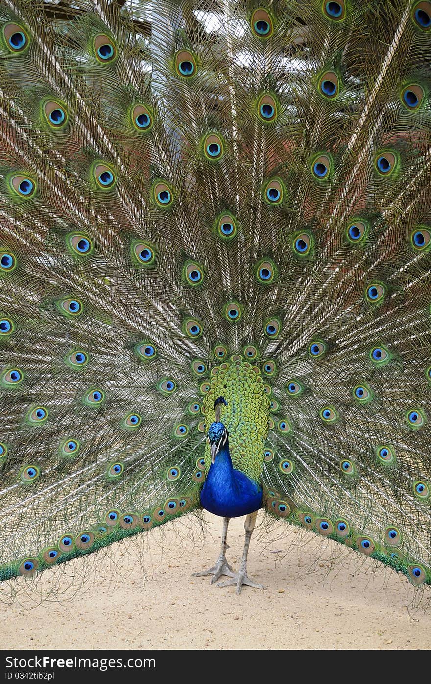 Close up of a peacock