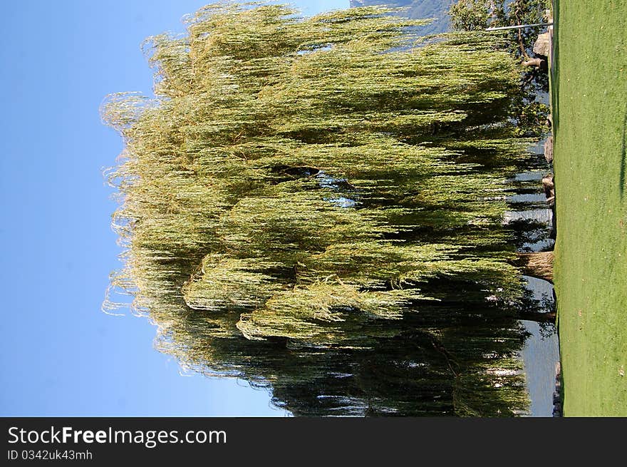 Tree in the lake side with suny weather