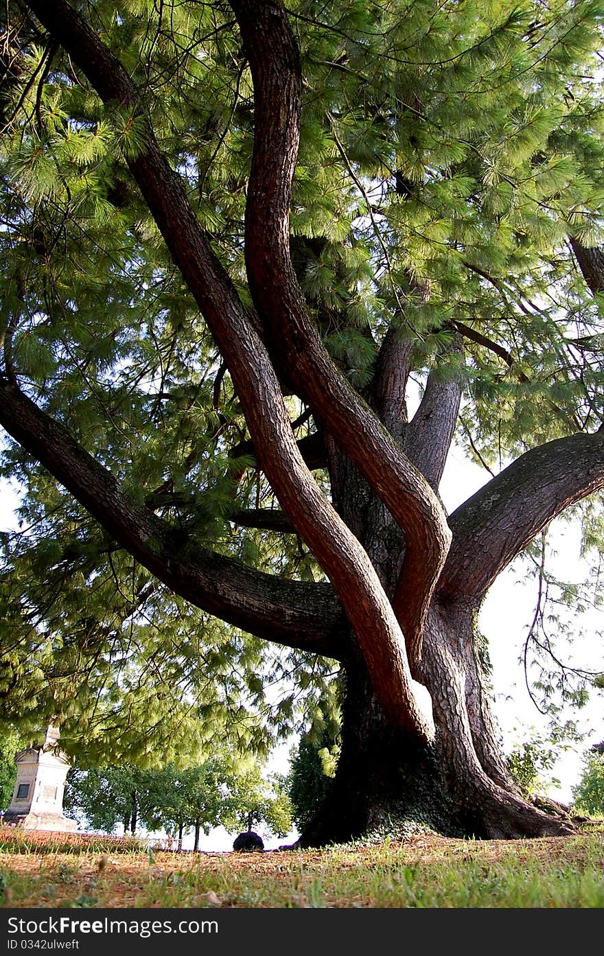 Calefornia red wood tree in switzerland