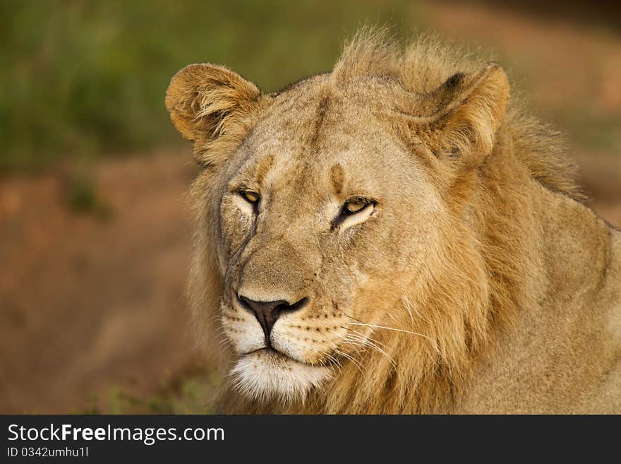 Sub adult male lion potrait. Sub adult male lion potrait