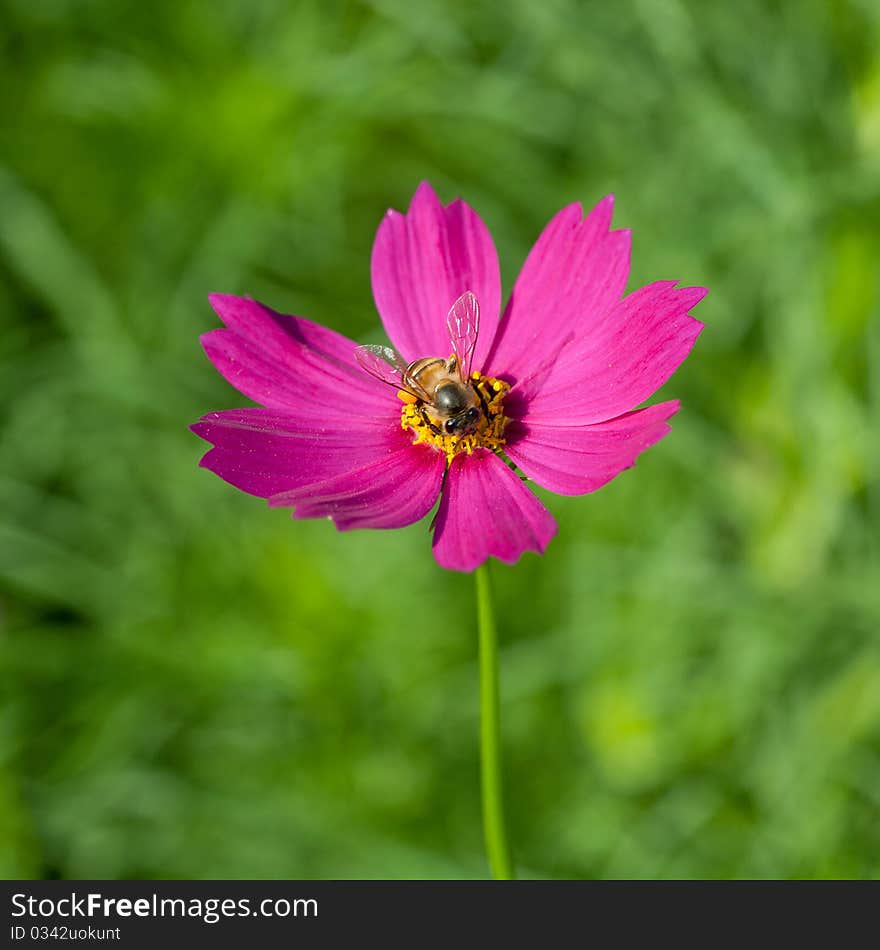 Cosmos flower with bee